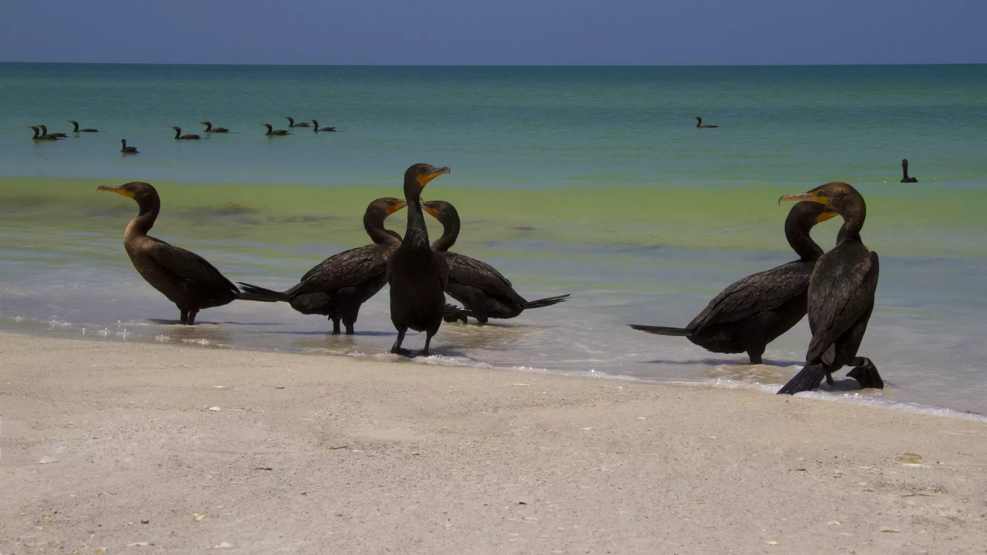 Belleair Beach Background 