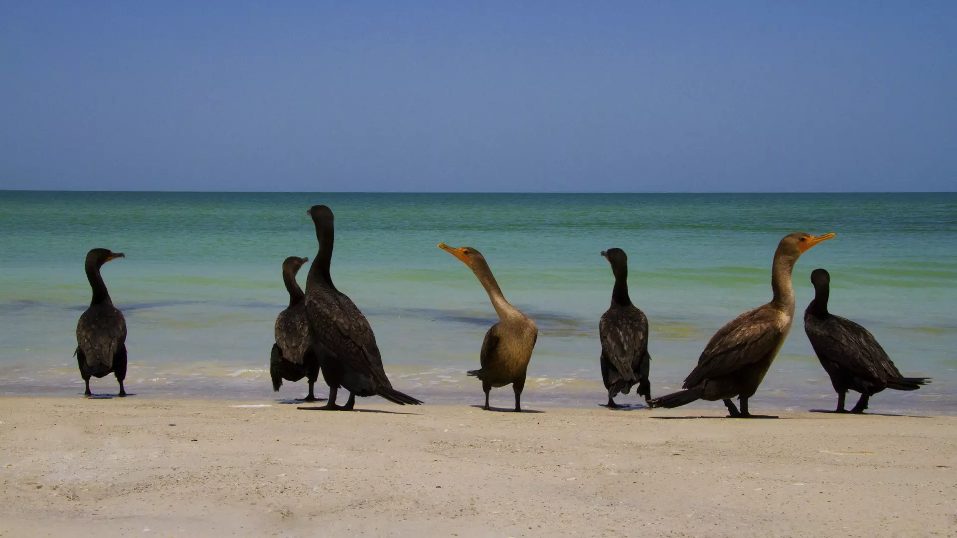 Belleair Beach Background 
