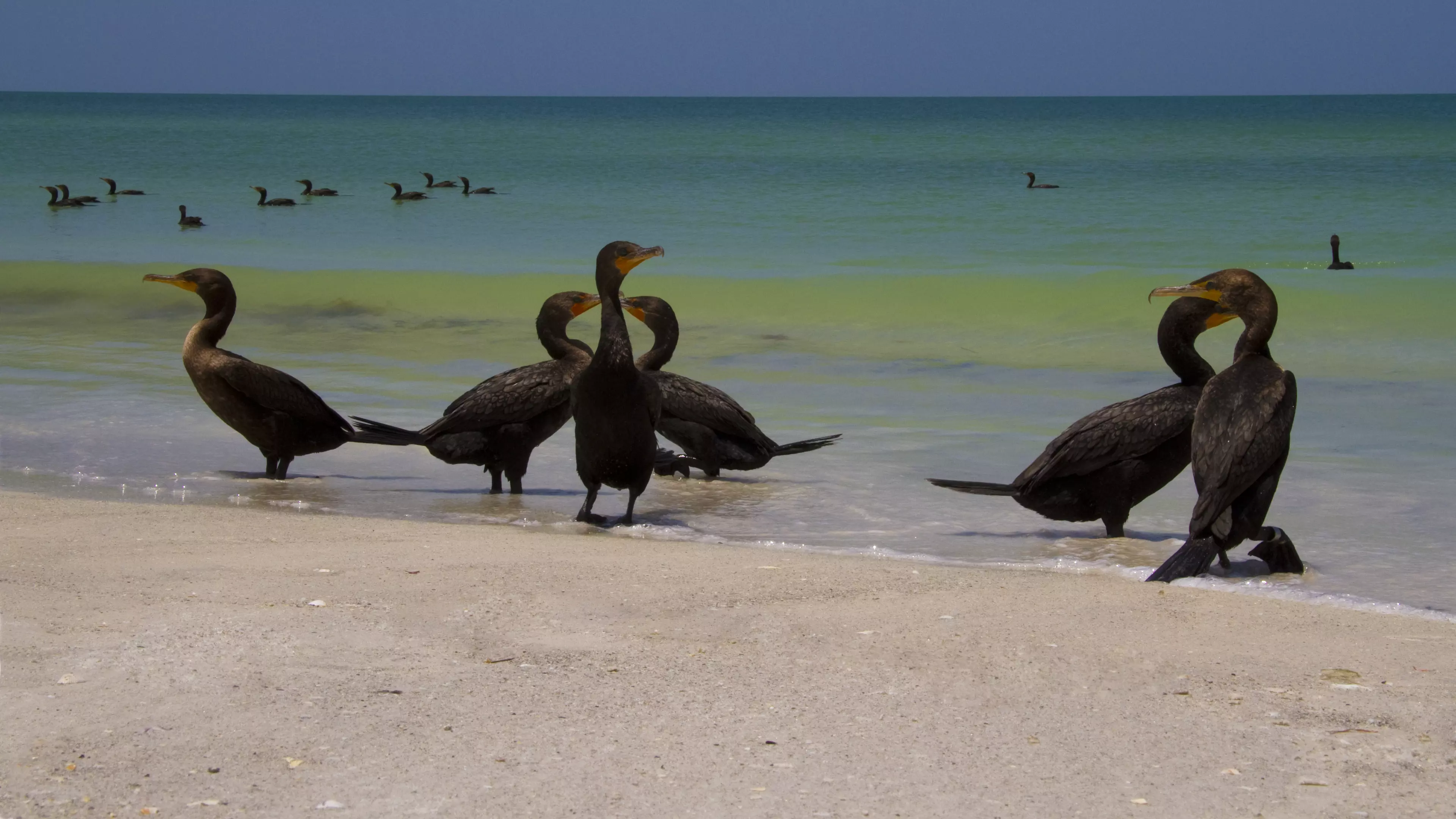 Belleair Beach Background 