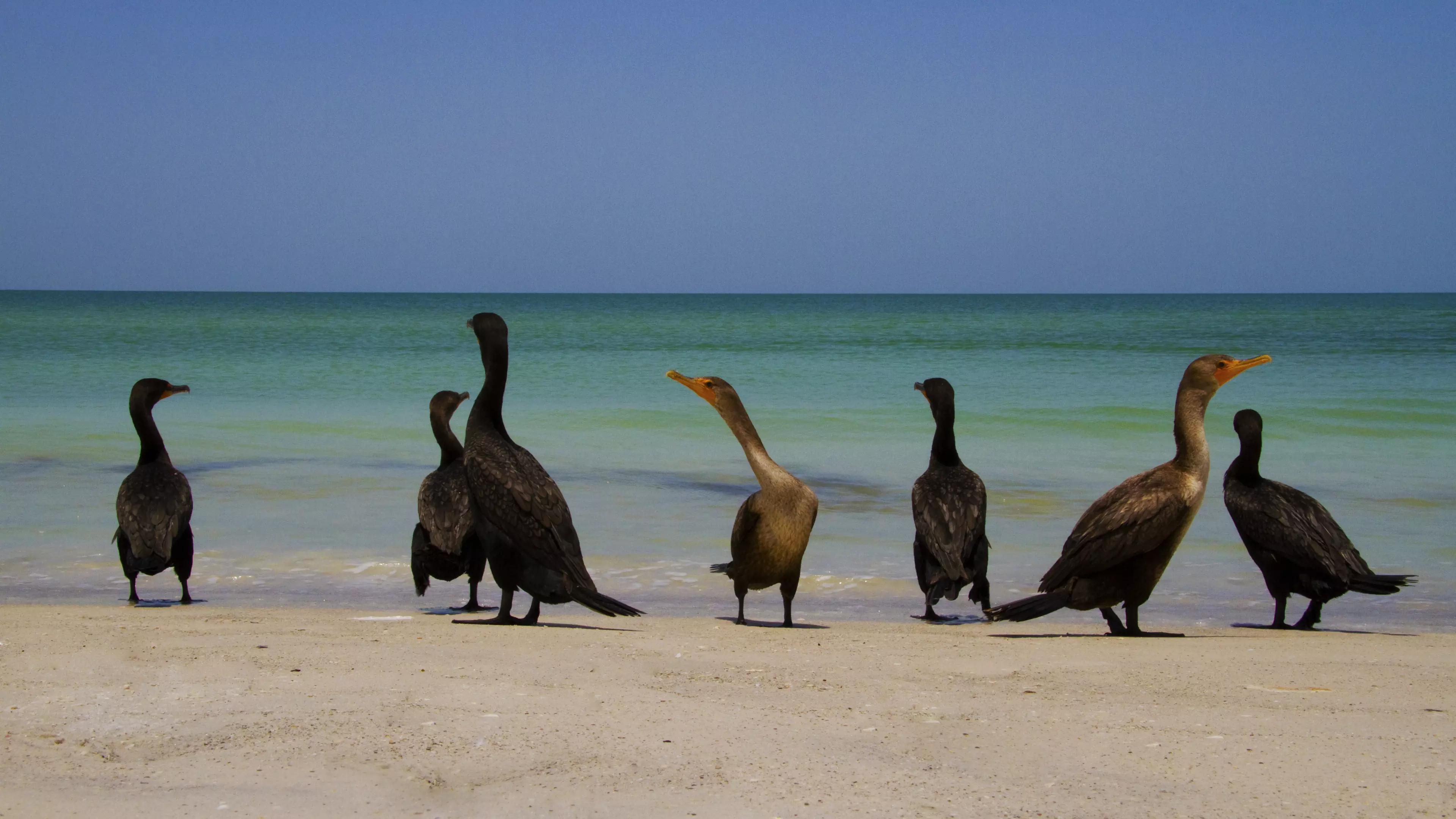 Belleair Beach Background 